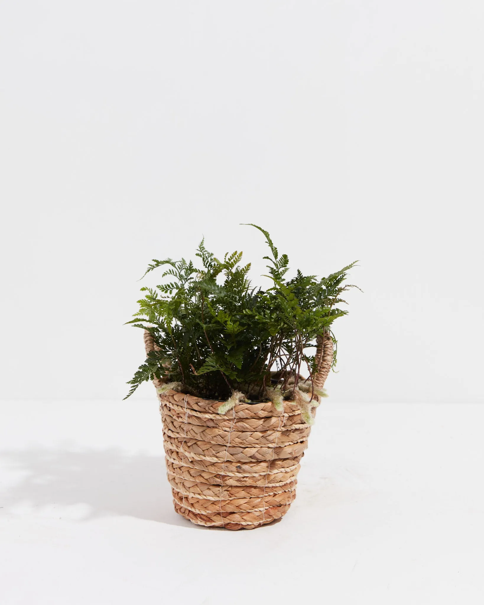 Black Rabbit Foot Fern