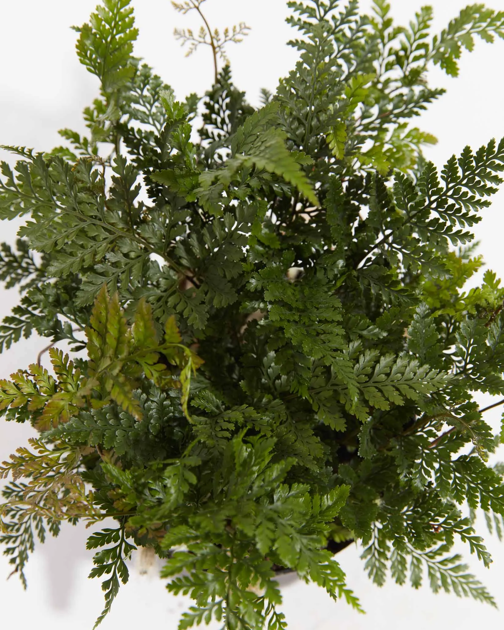 Black Rabbit Foot Fern