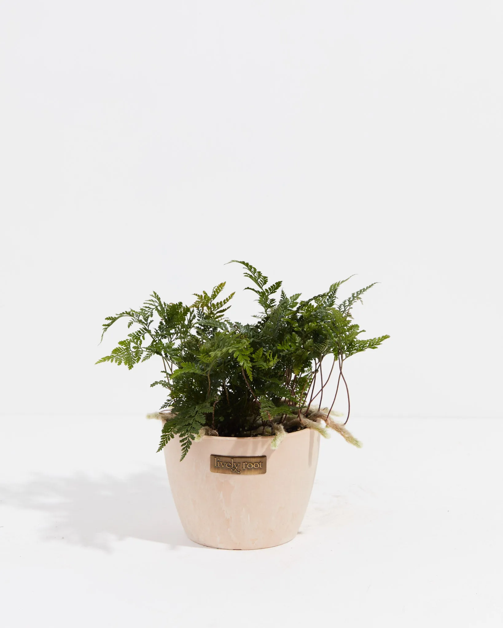 Black Rabbit Foot Fern