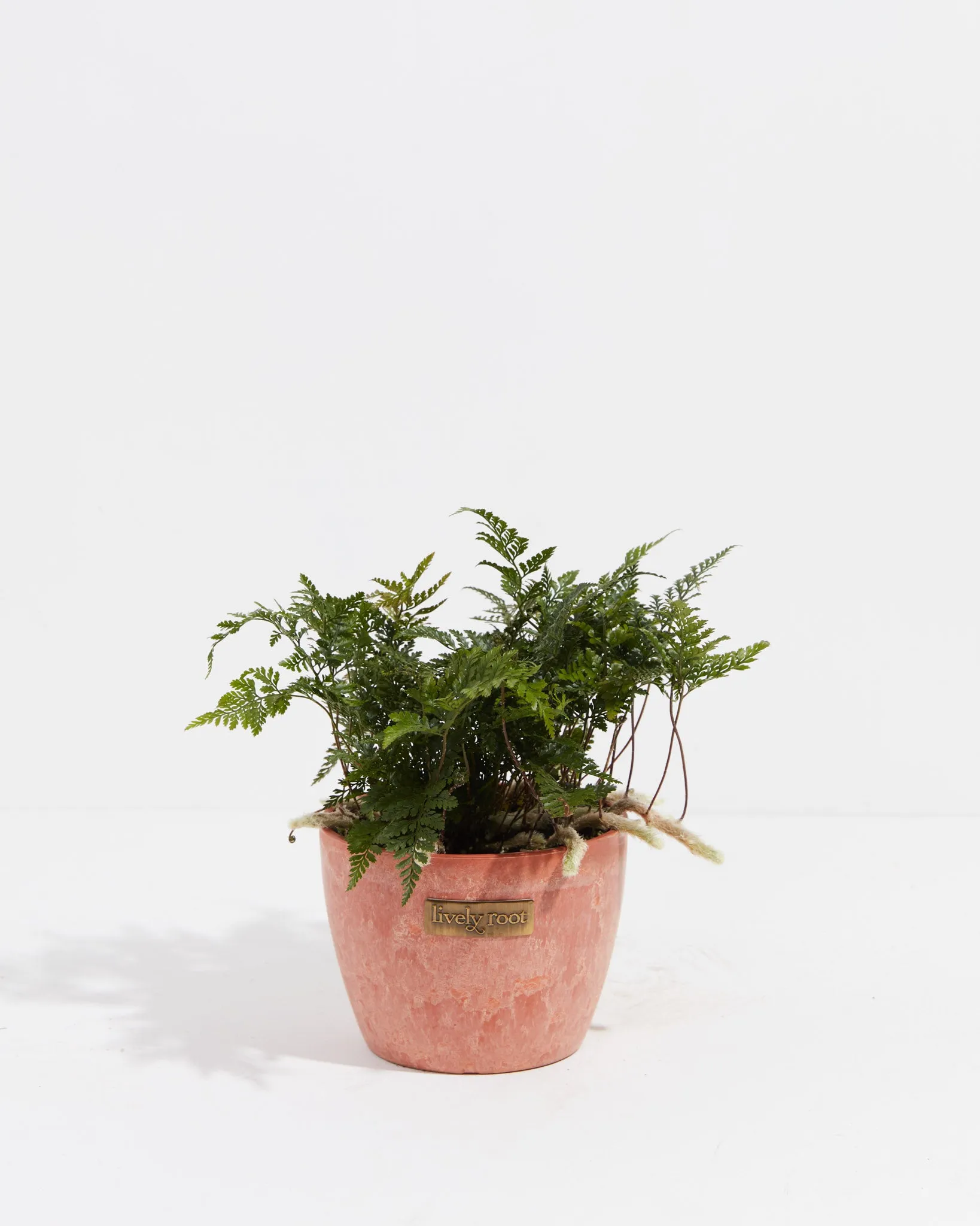 Black Rabbit Foot Fern