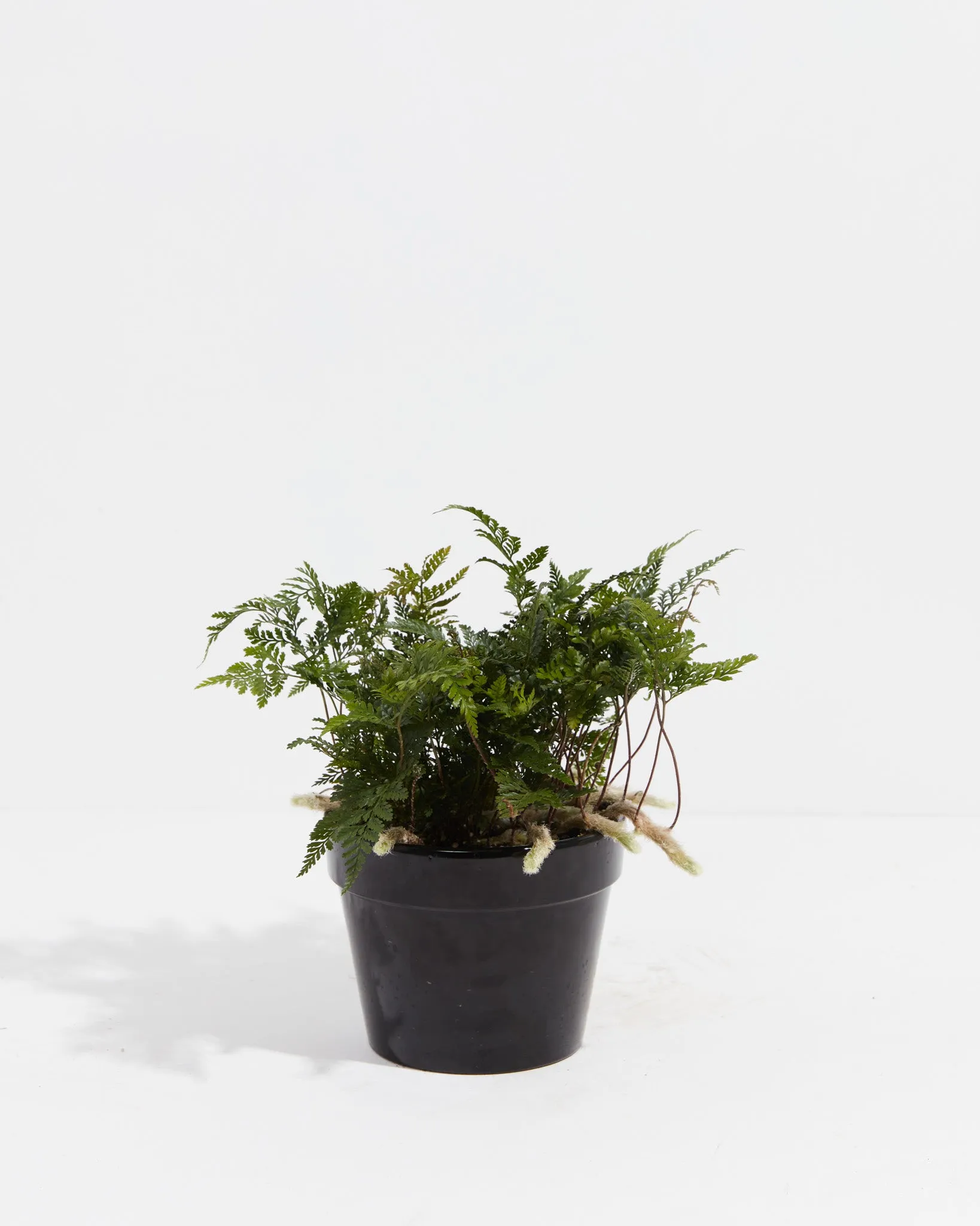 Black Rabbit Foot Fern
