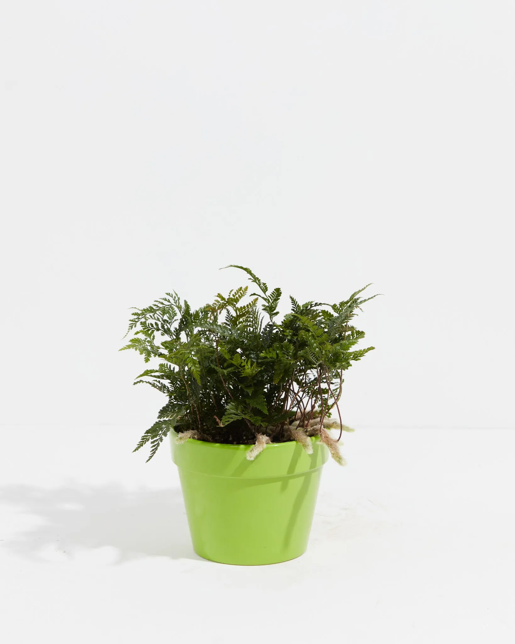 Black Rabbit Foot Fern