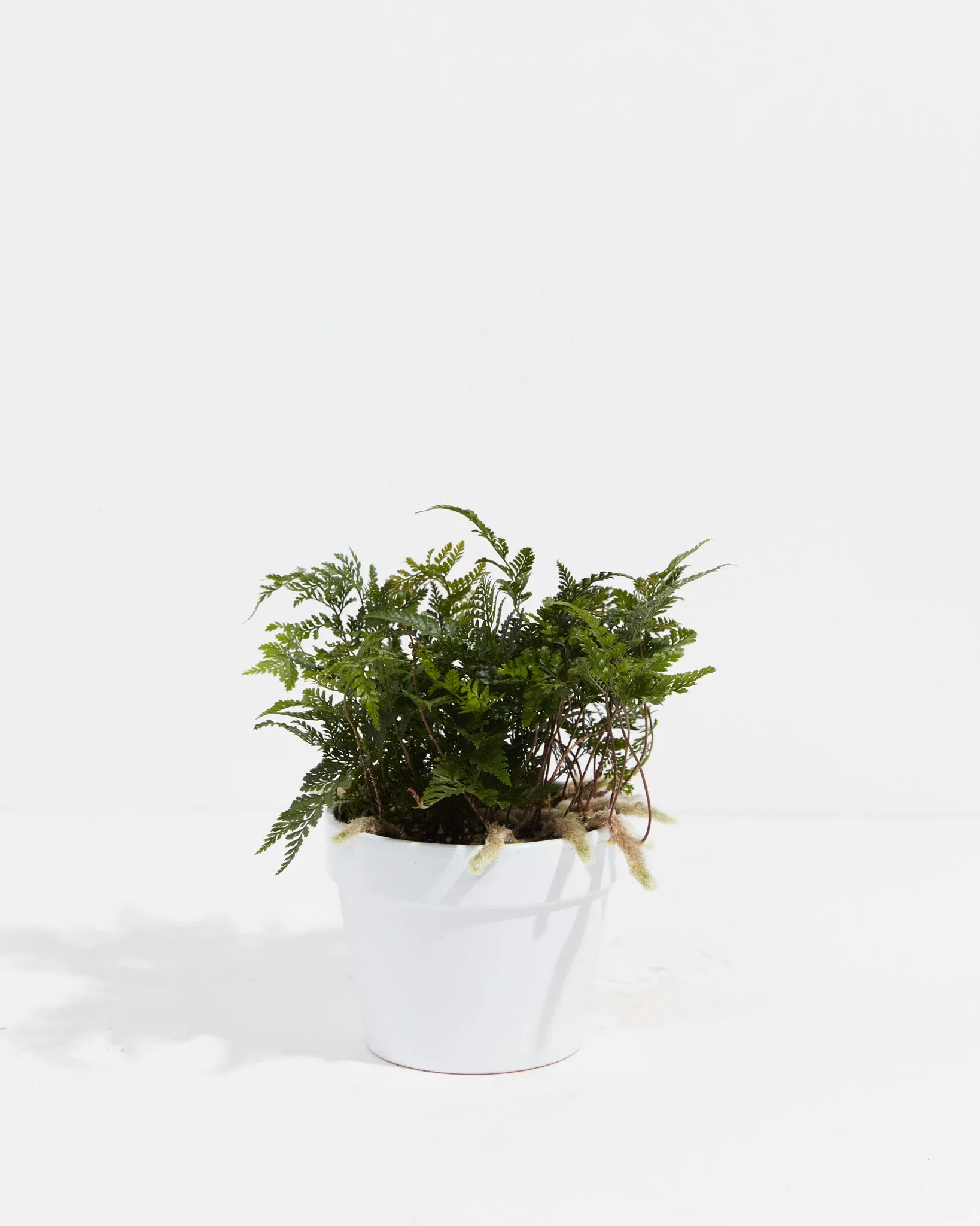 Black Rabbit Foot Fern