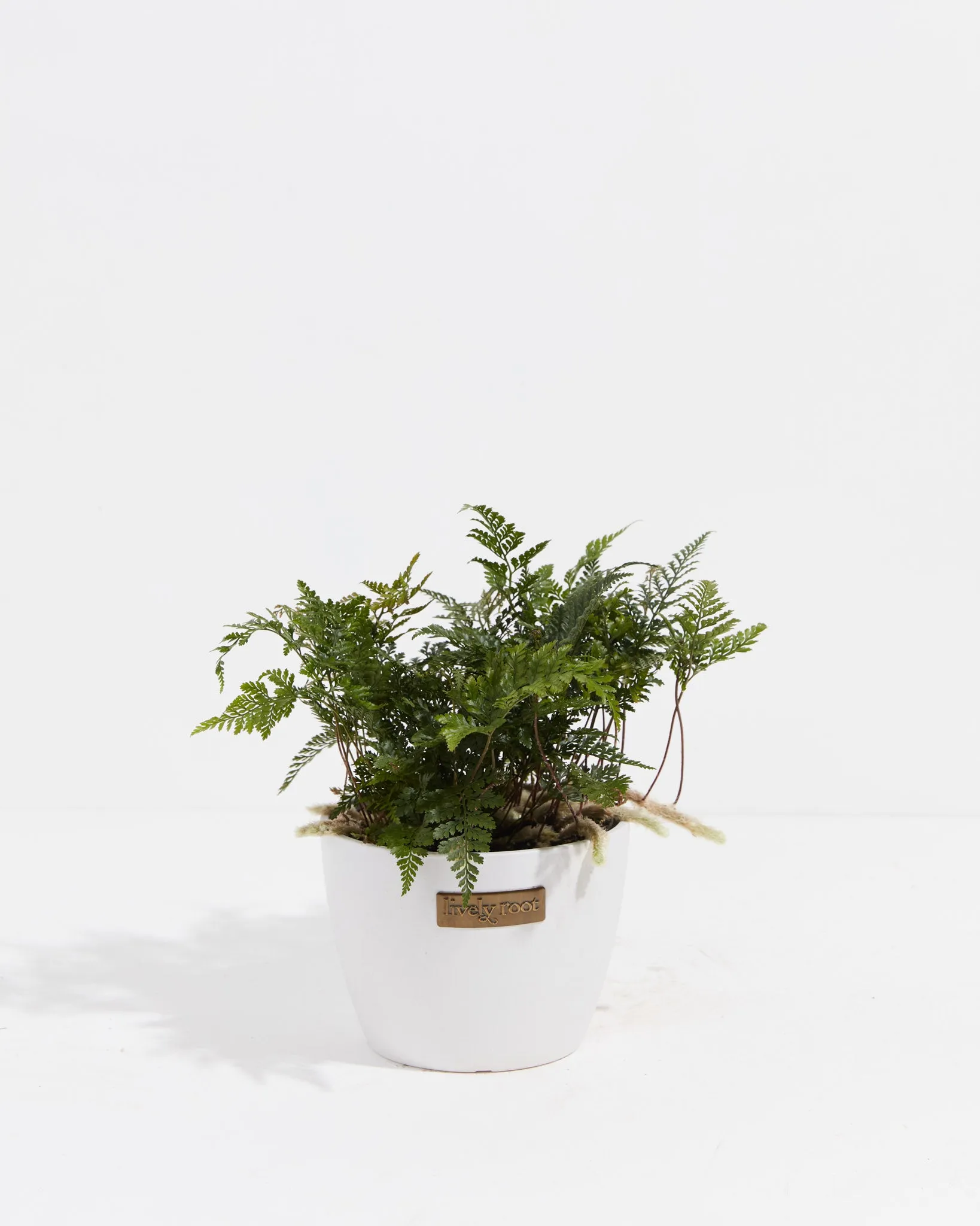 Black Rabbit Foot Fern