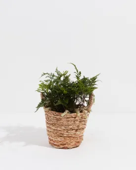 Black Rabbit Foot Fern