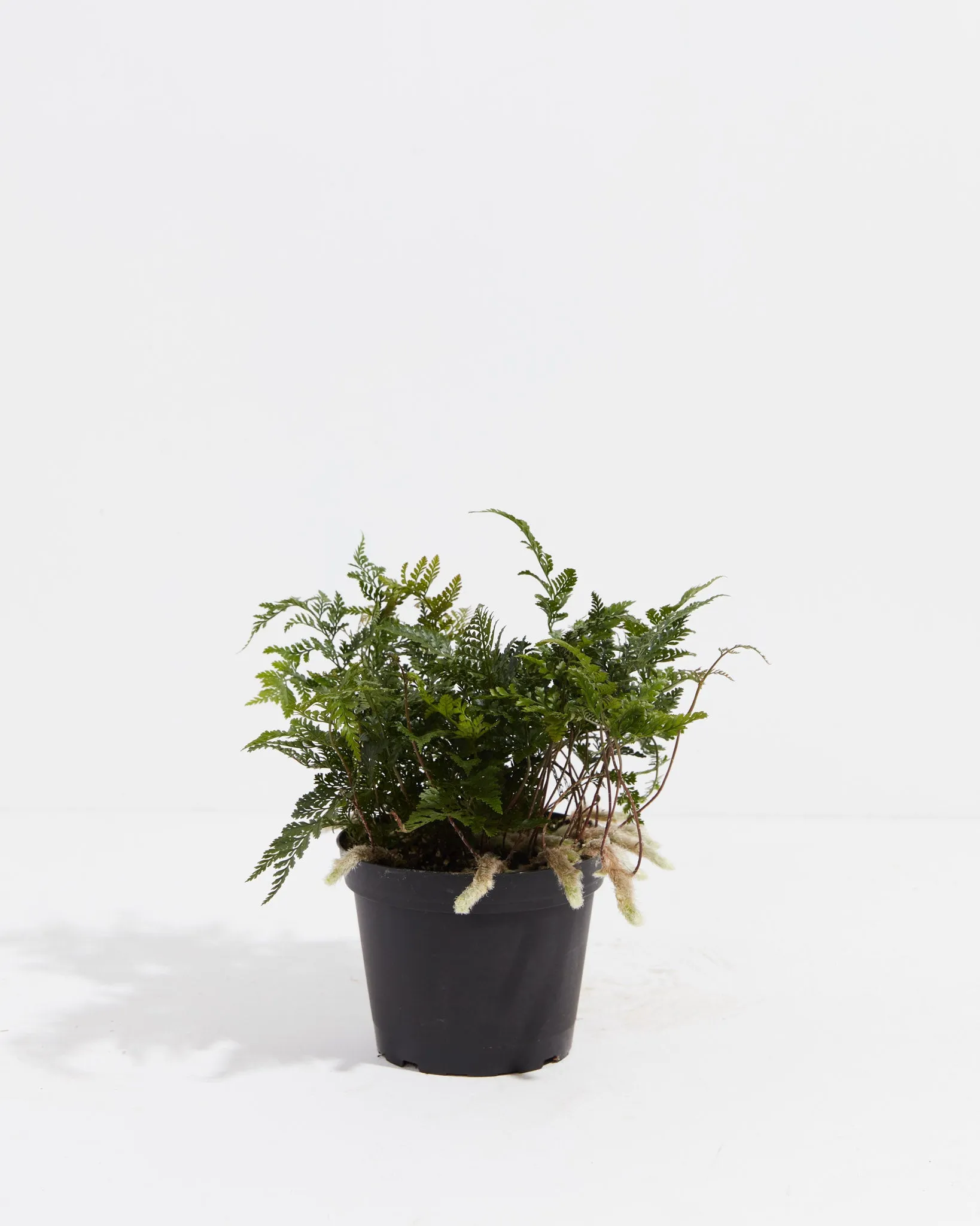 Black Rabbit Foot Fern