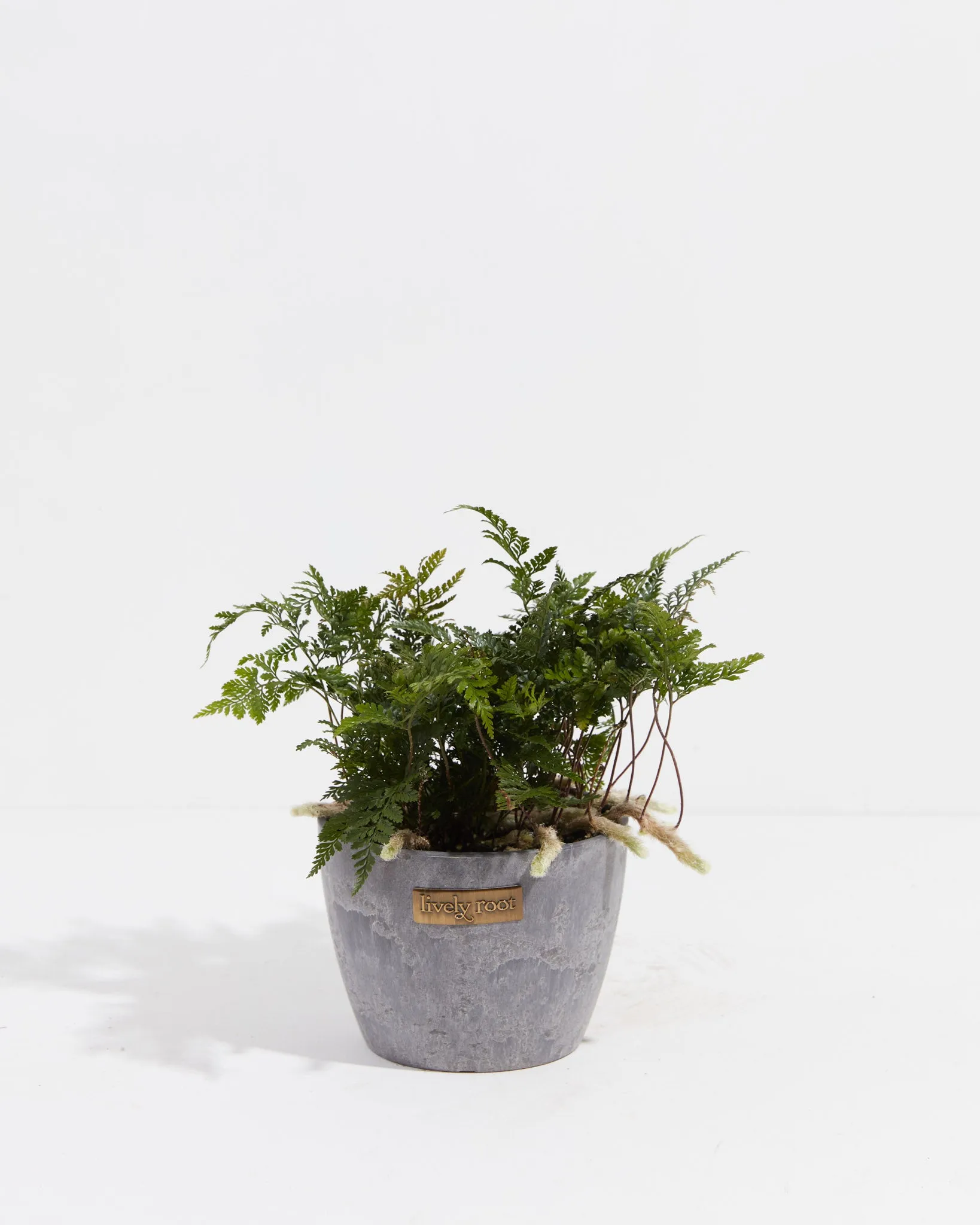 Black Rabbit Foot Fern