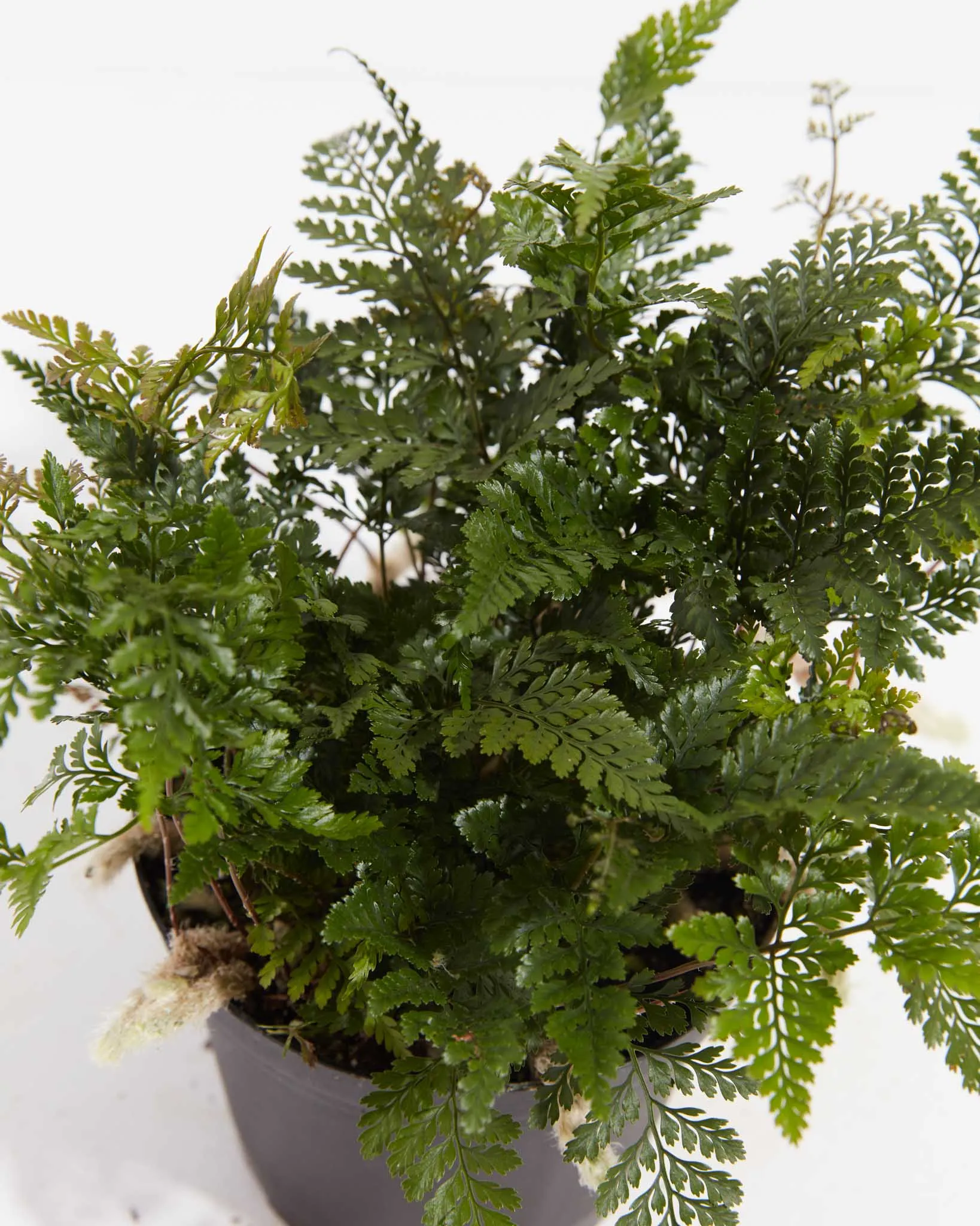 Black Rabbit Foot Fern