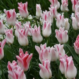 Tulip 'Holland Chic'